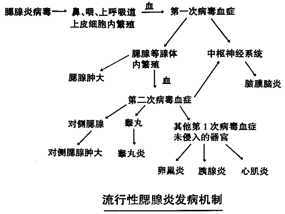 儿童感染性疾病课件_第4页