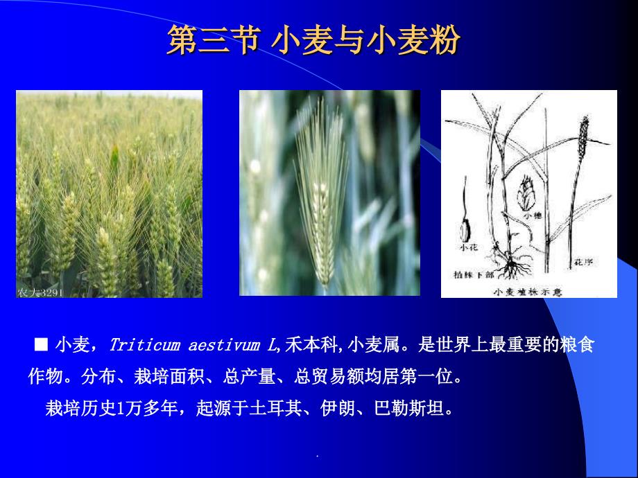 第二章谷物第36节ppt课件_第1页