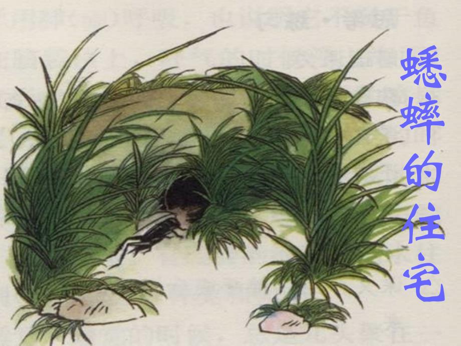 蟋蟀的住宅公开课_第1页
