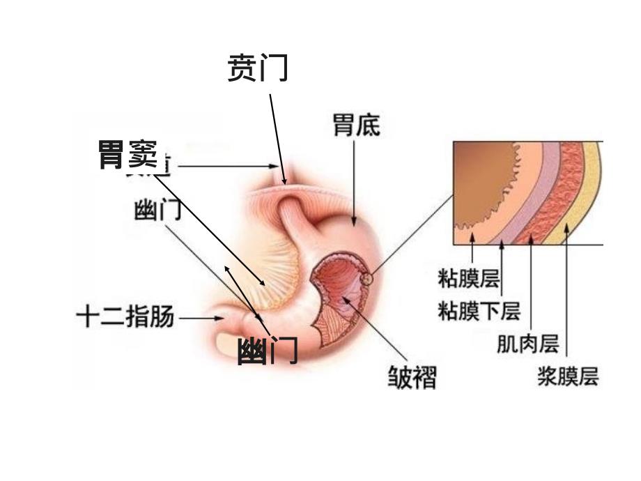 内科护理学课程胃炎_第3页