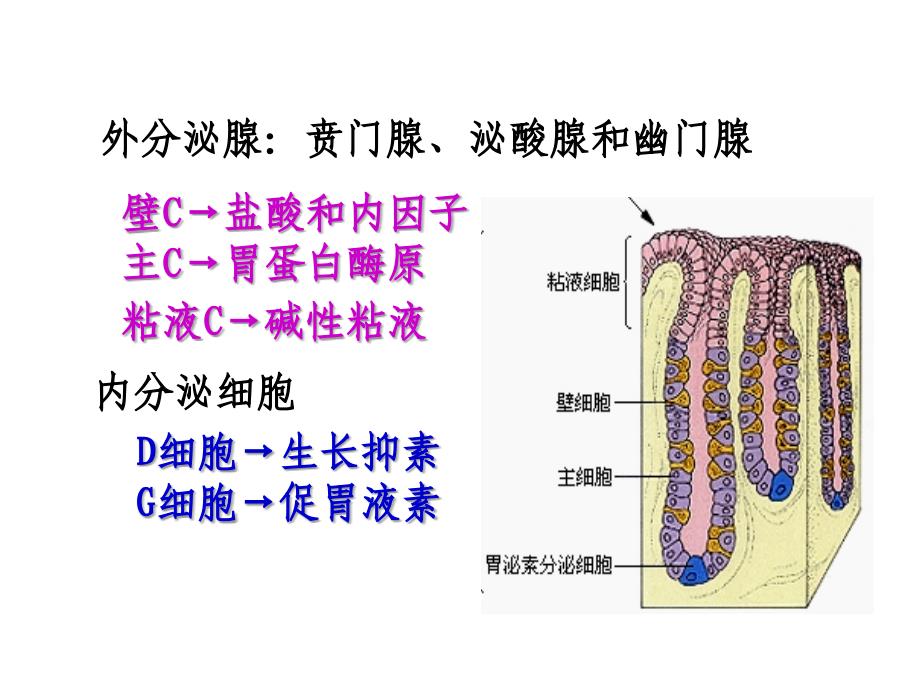 内科护理学课程胃炎_第4页