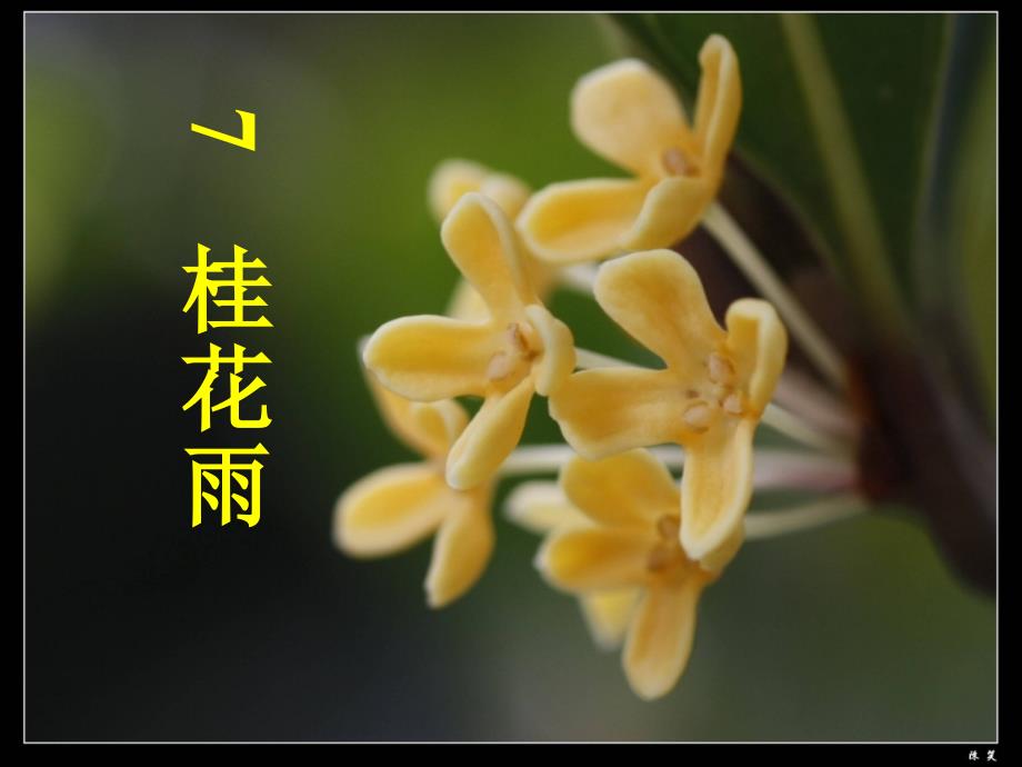 7《桂花雨》PPT_第4页