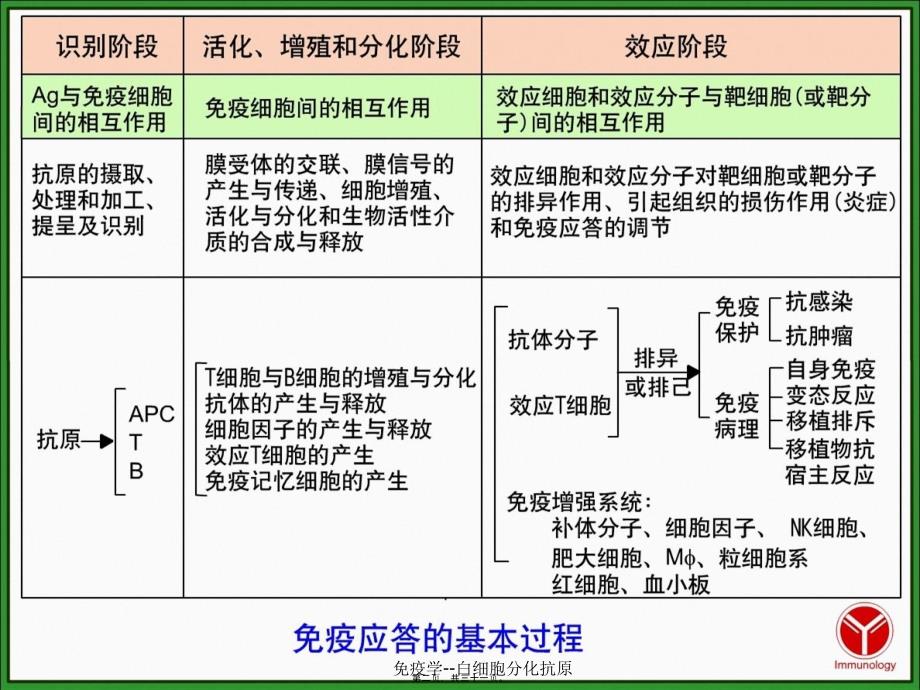 免疫学白细胞分化抗原课件_第2页