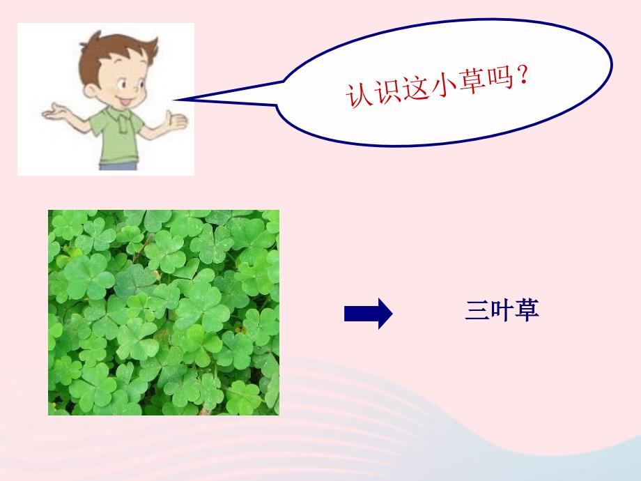 最新三年级科学上册1.3大树和小草课件5_第4页