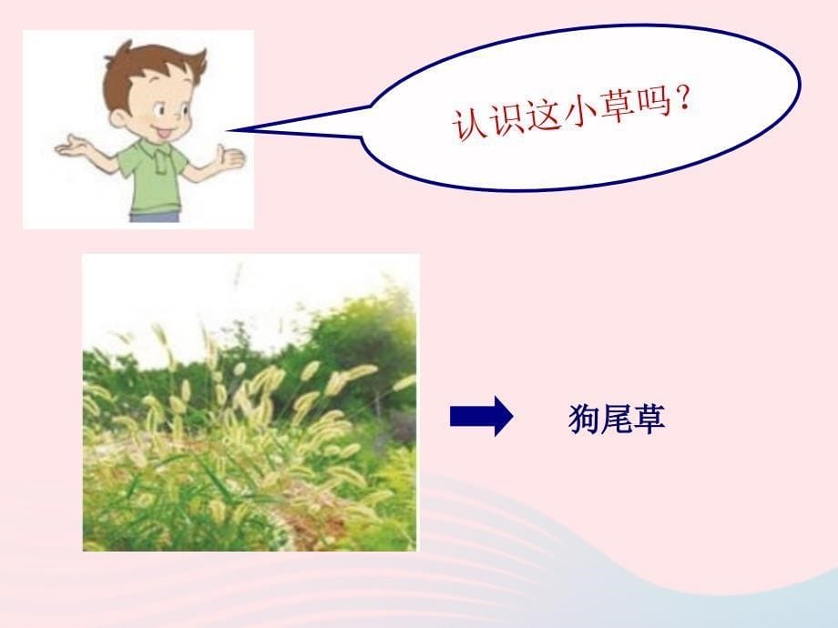 最新三年级科学上册1.3大树和小草课件5_第5页