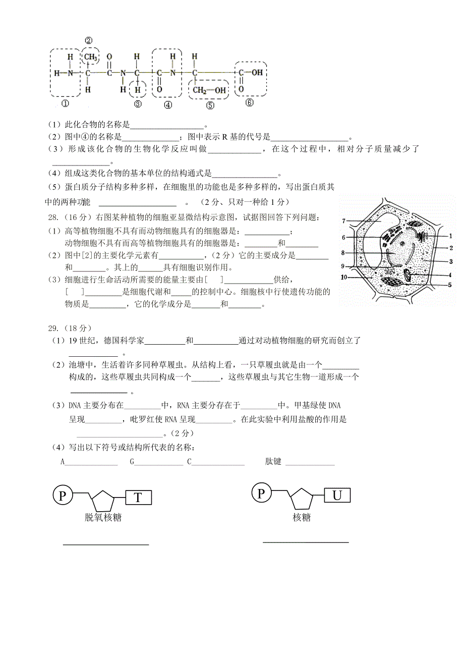 人教版高中生物必修一期中考试试卷2.doc_第4页