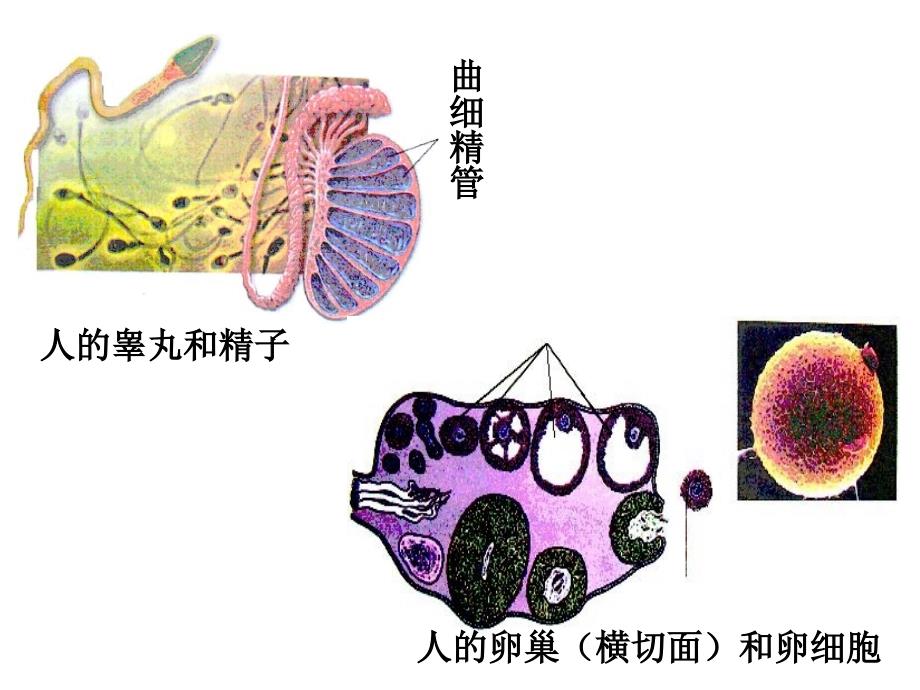 一轮复习-减数分裂_第5页