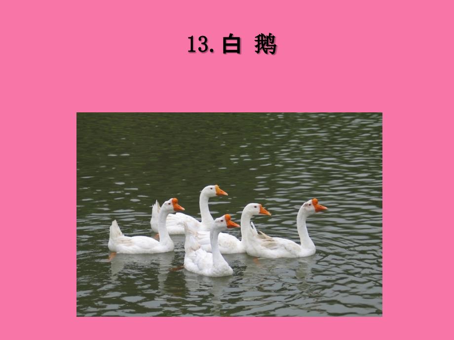 四年级上册语文13白鹅人教新课标ppt课件_第2页