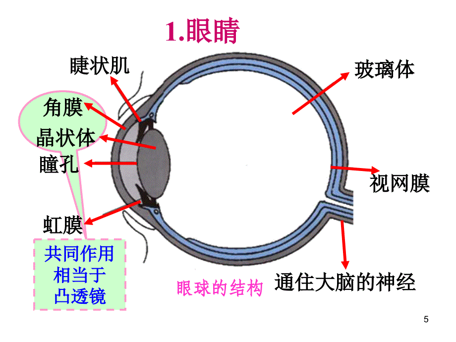 初二物理眼睛和眼镜PPT精品文档_第5页