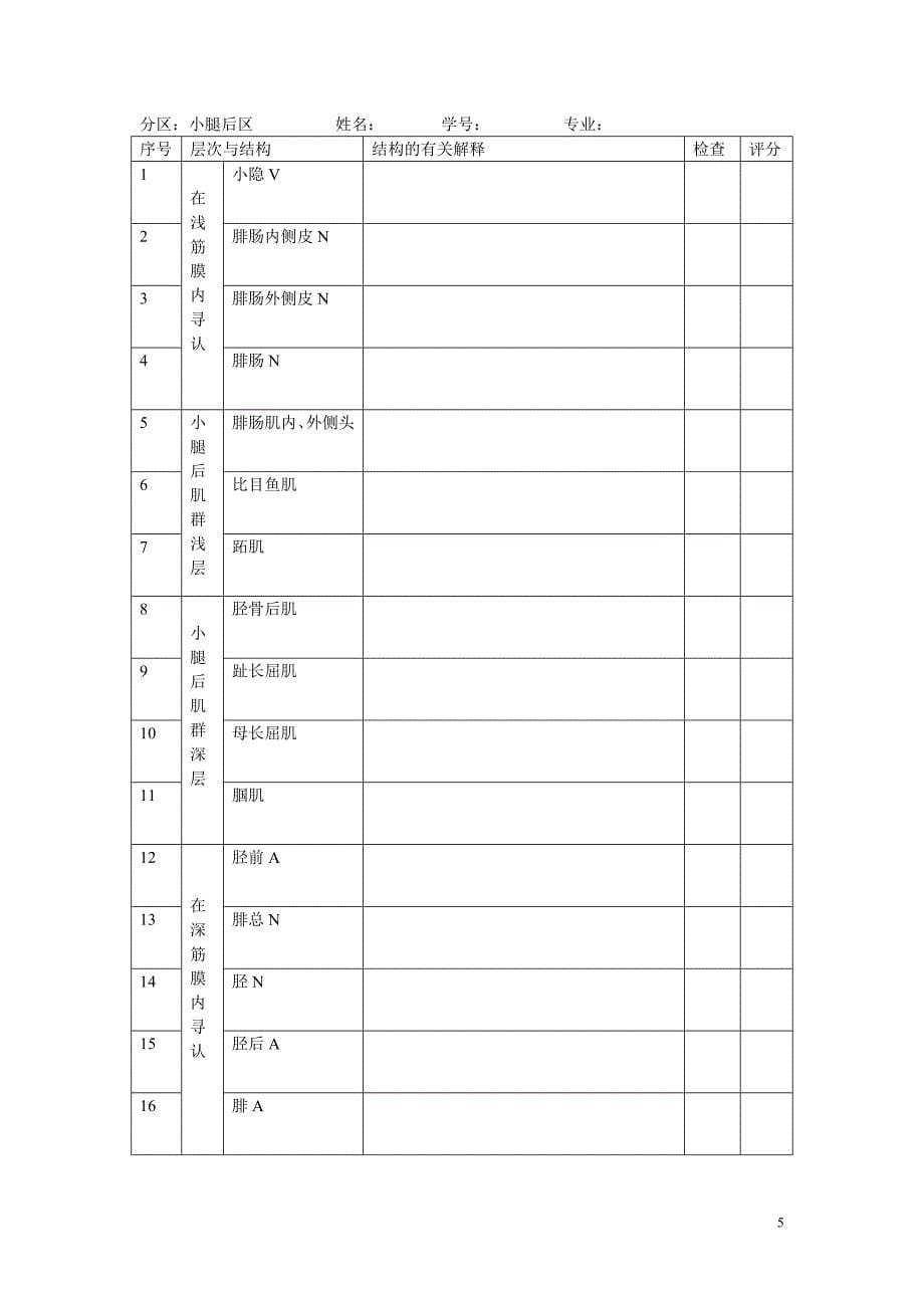 局部解剖分区.doc_第5页